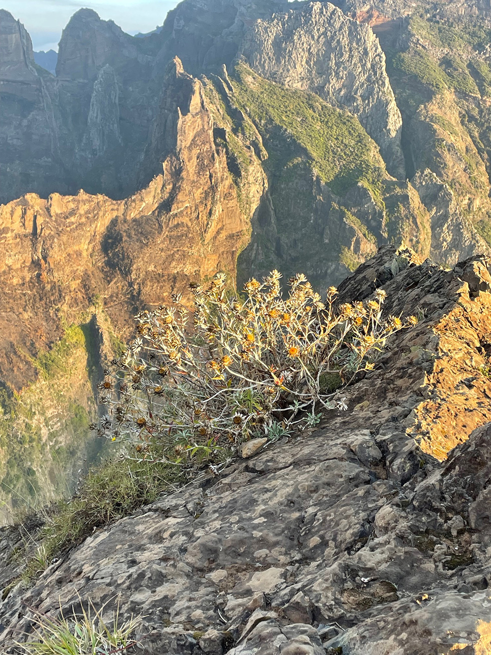 Biodiversity monitoring of island ecosystems (BioMonI)