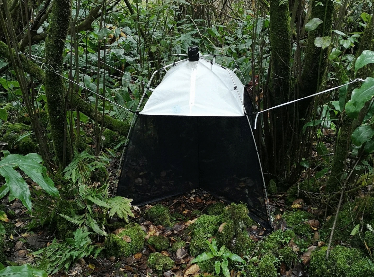 Submit your paper! Plot-based Surveys of Island Biodiversity – the BIOMONI-PLOT Network